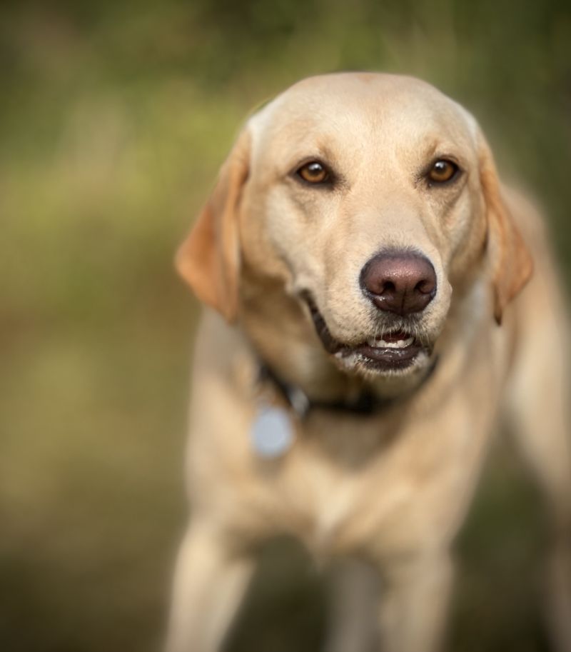 Labradorlover2